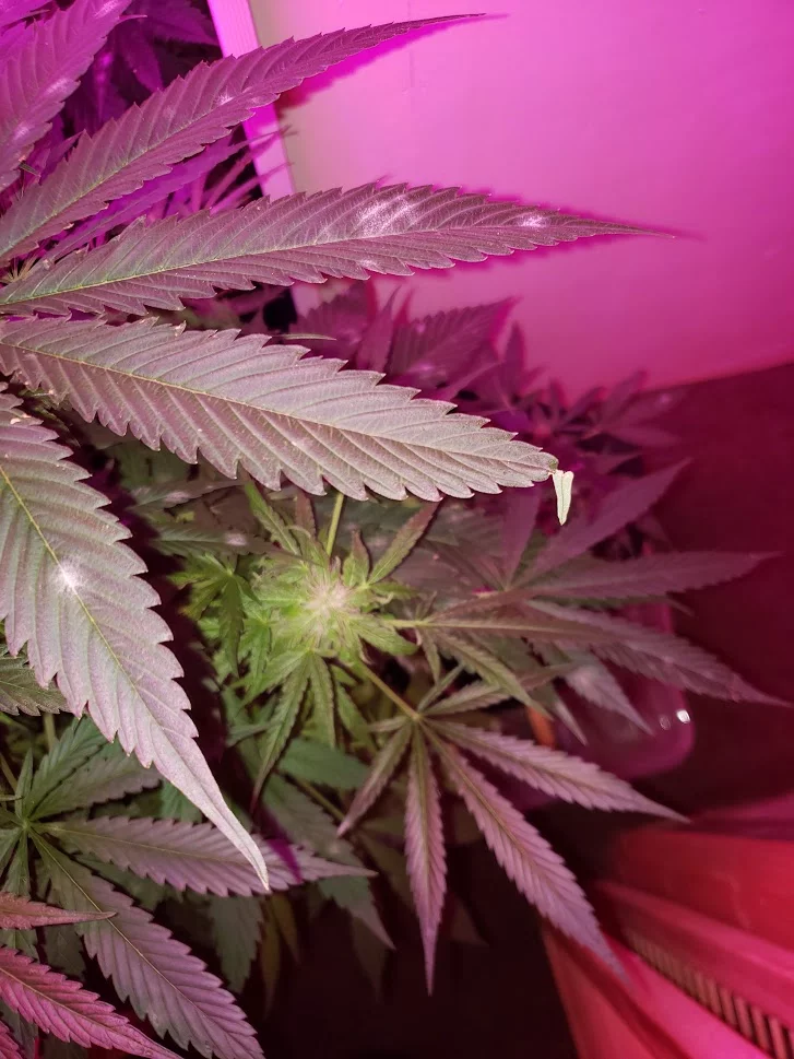 Auto near harvest rapidly breaking out in mould