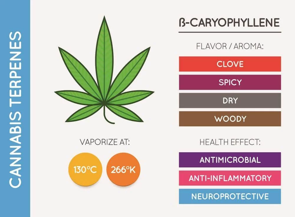 B caryophyllene cannabis terpene chart