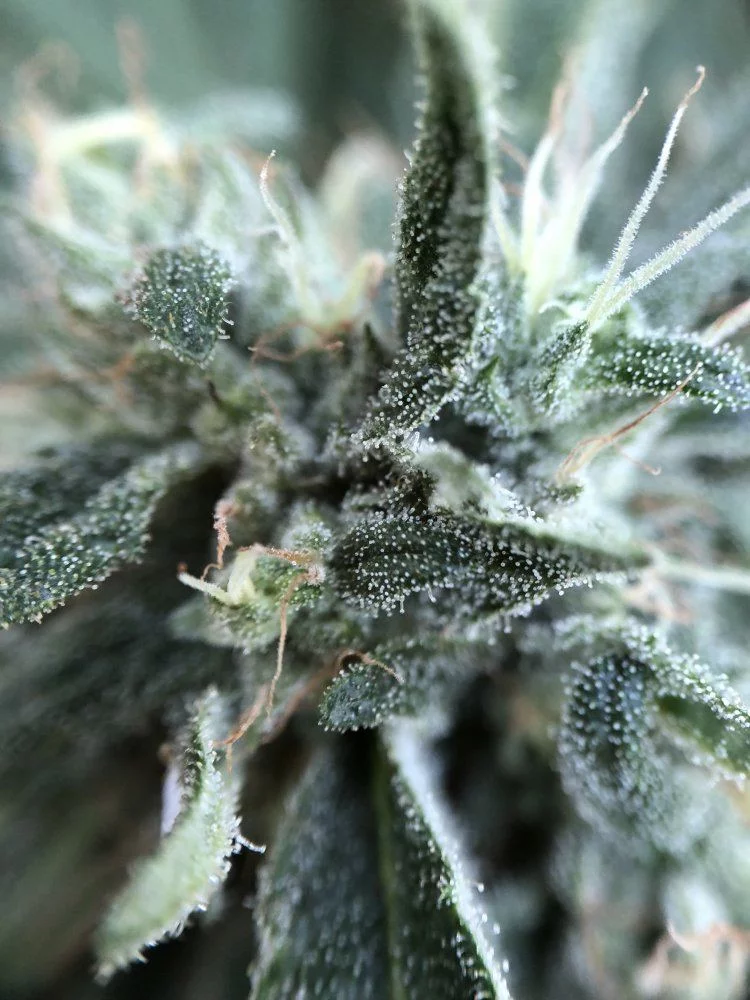 How to Look at Trichomes with a Magnifier
