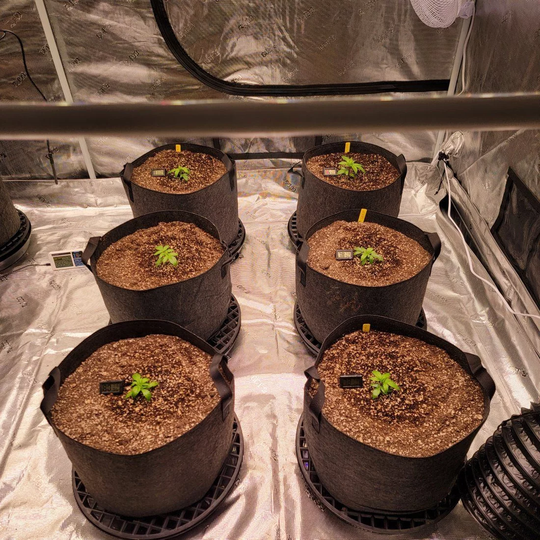 Back at it again my good grow friends 3