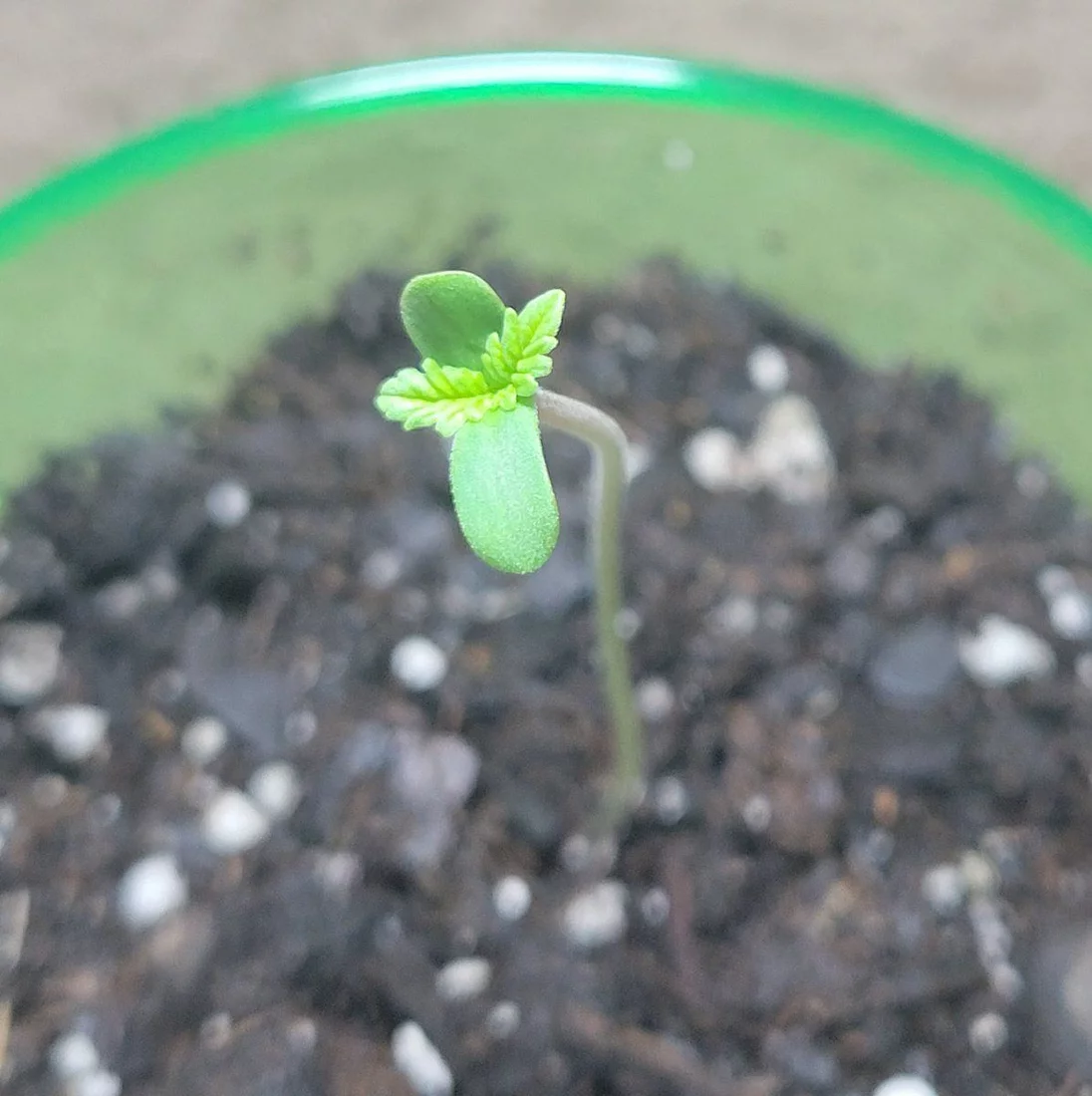 Bag seed grow possibly gmonana