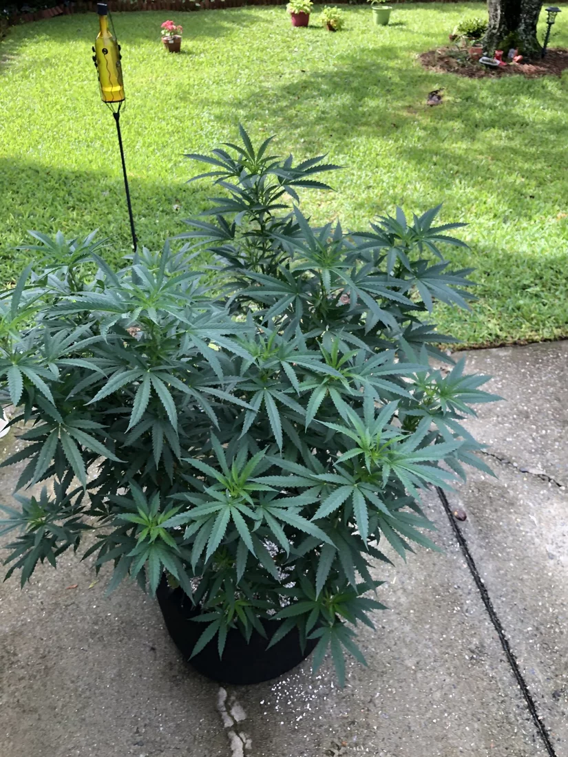 Best option under 100 for my grow 2