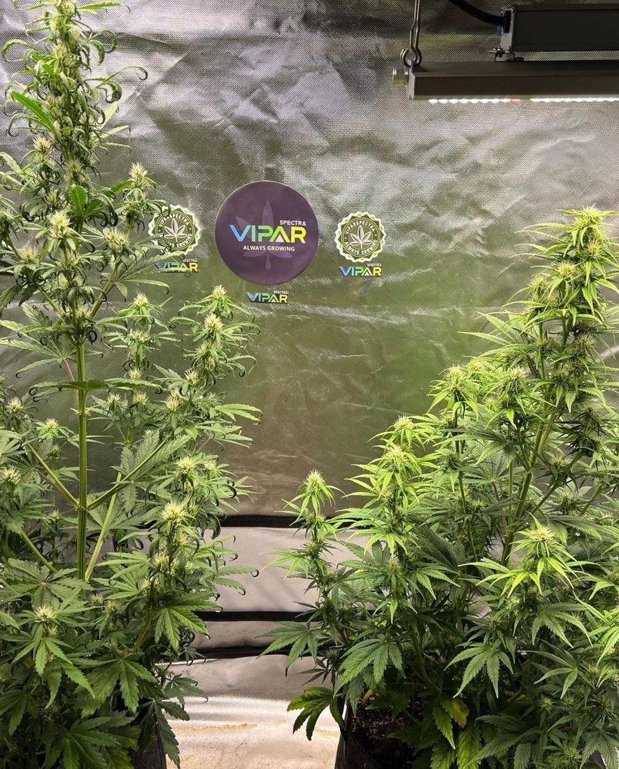 Big 420 sale with discount code viparspectra xs 1500 pro 3