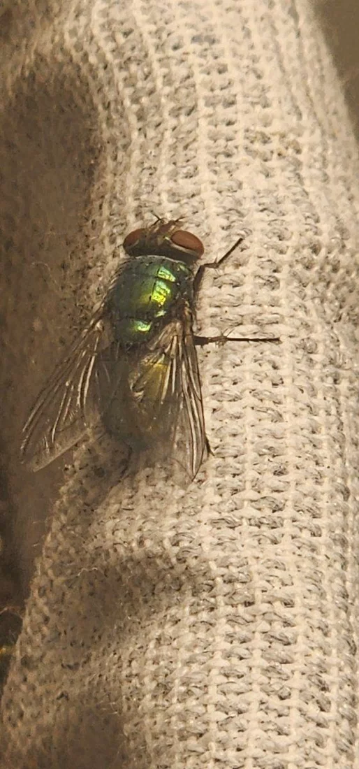 Big flies on my plants