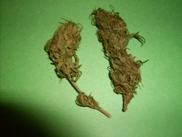 Big Sur Holy Weed Buds 012