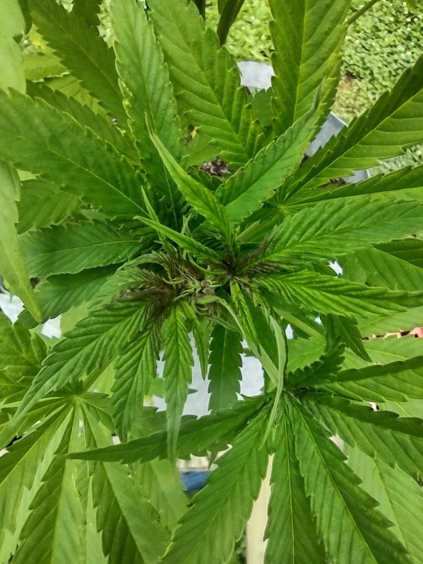 Black mold on new growth 2