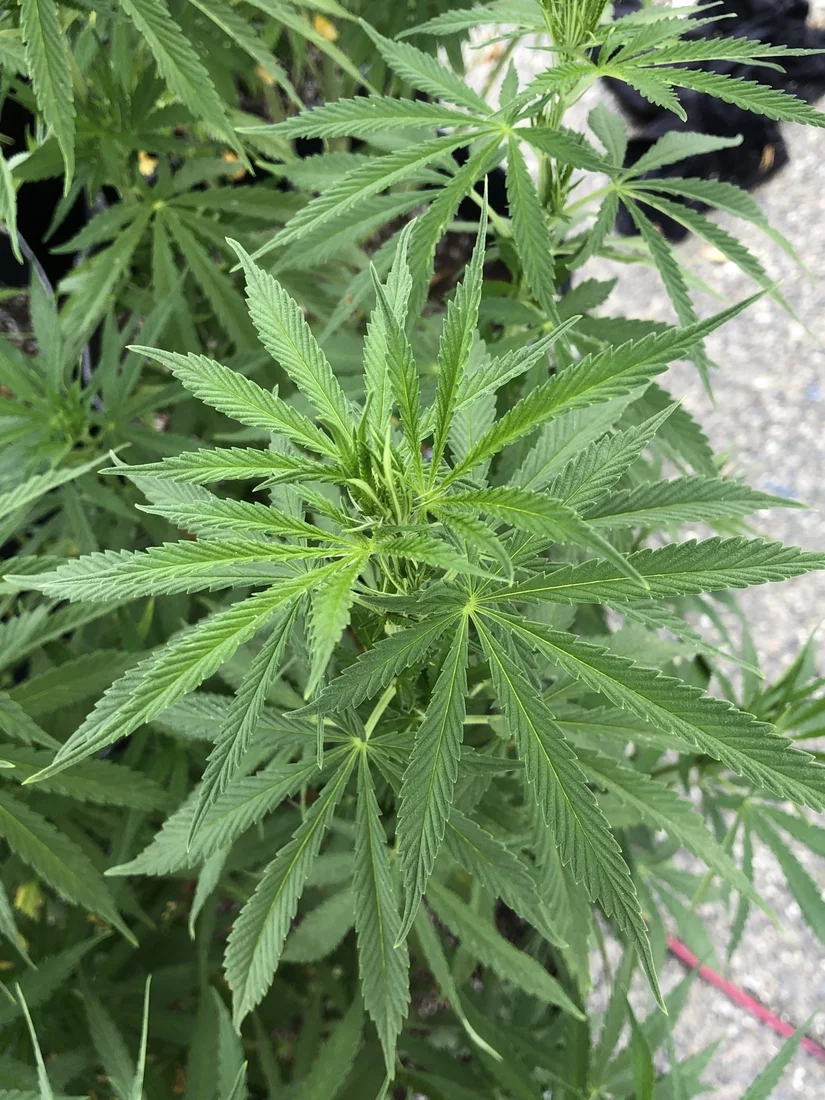 Black spots on leaves and stems please help 7