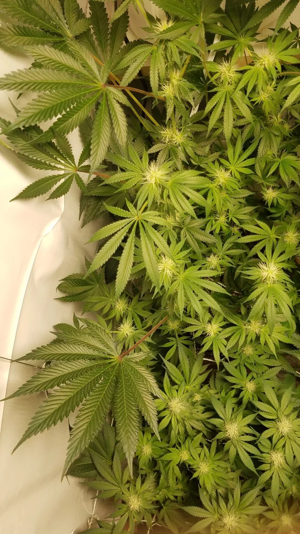 Brand new grower lack or burn 2