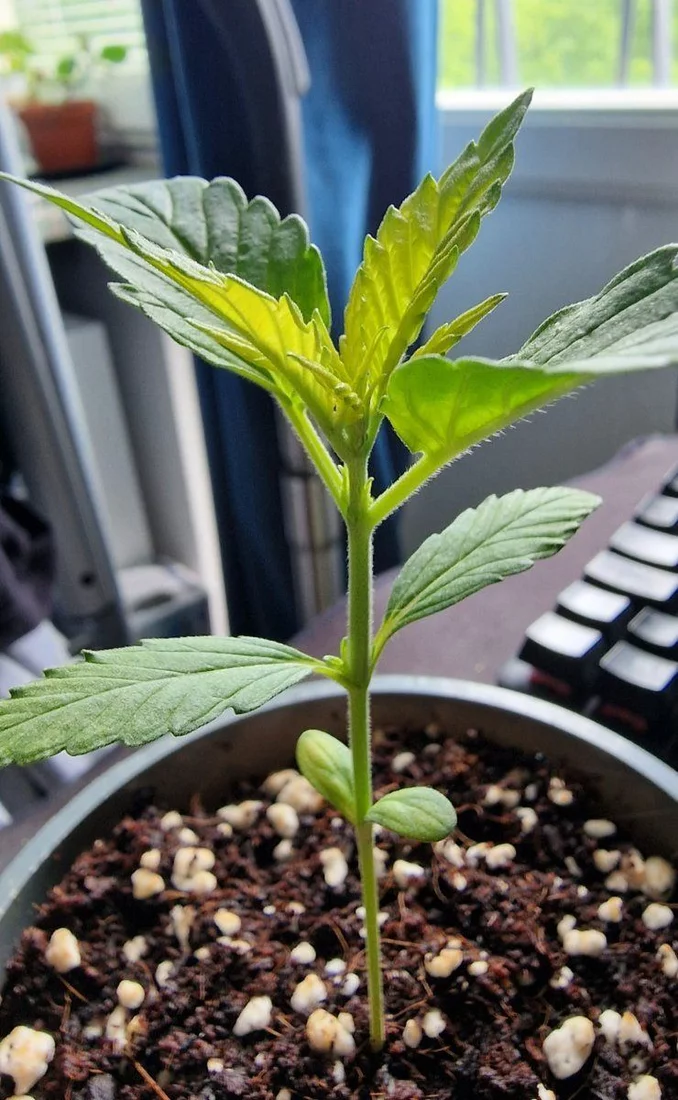 Bright yellow top leaves on seedling 2