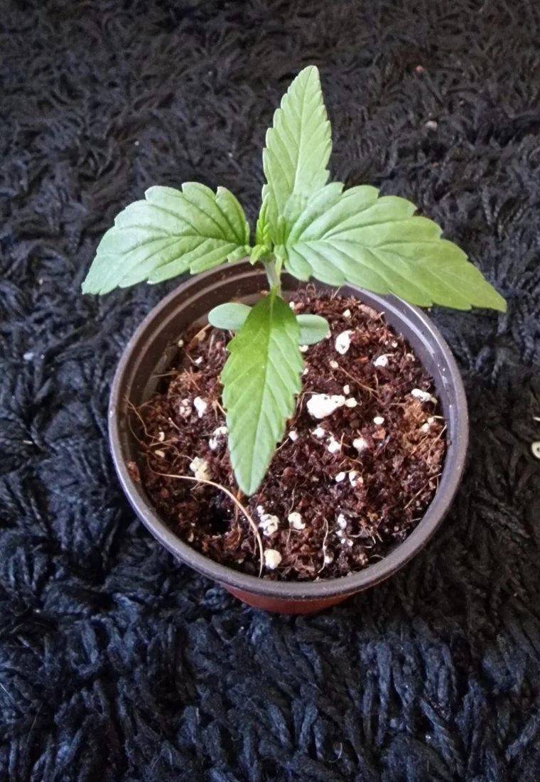 Bright yellow top leaves on seedling 3