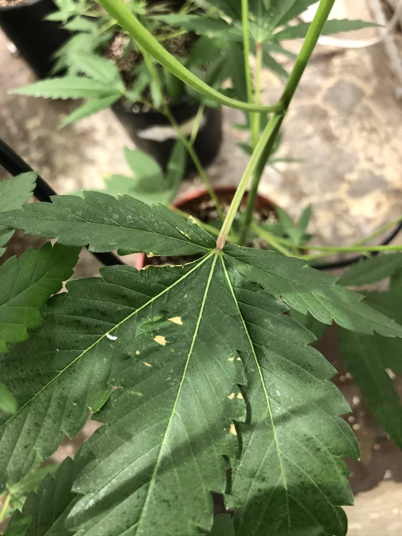 Brown leaf edges problem help