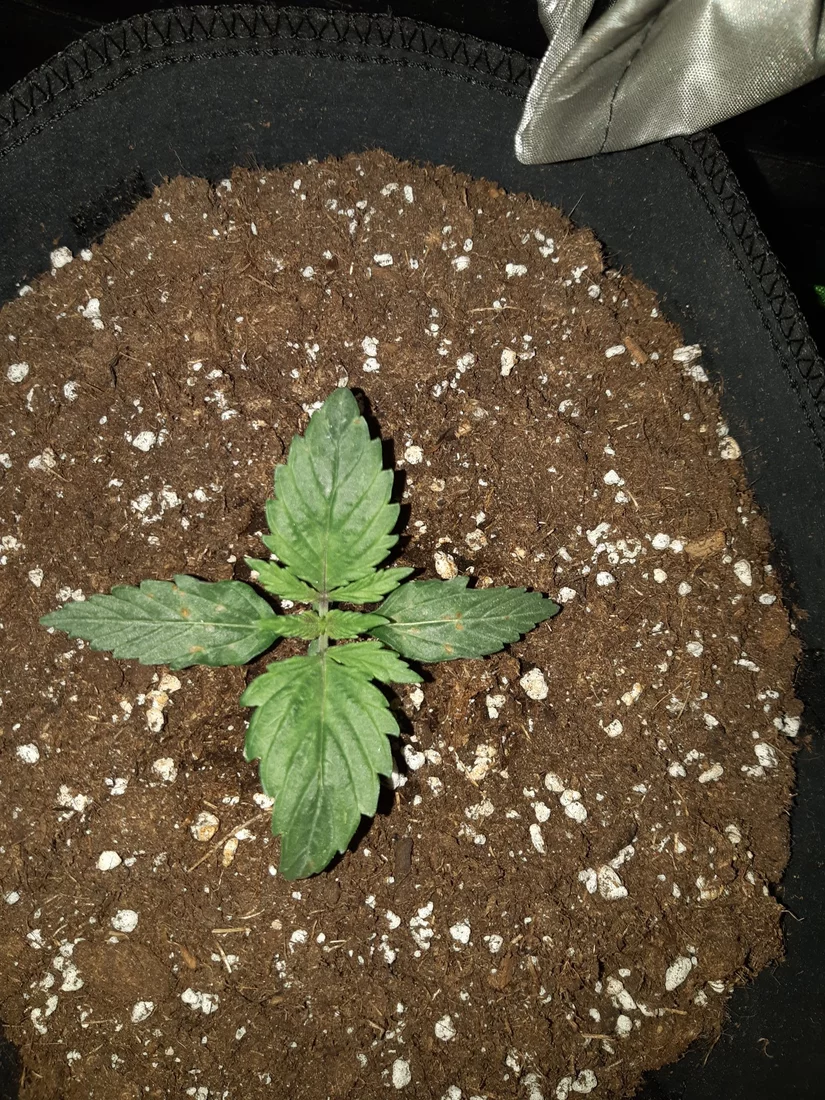 Brown spot and dry leaves seedling