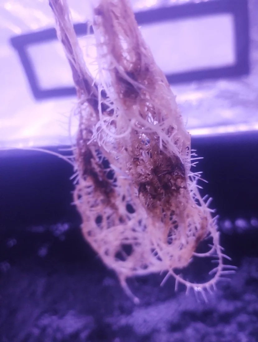 Brown stuff on roots dwc 2