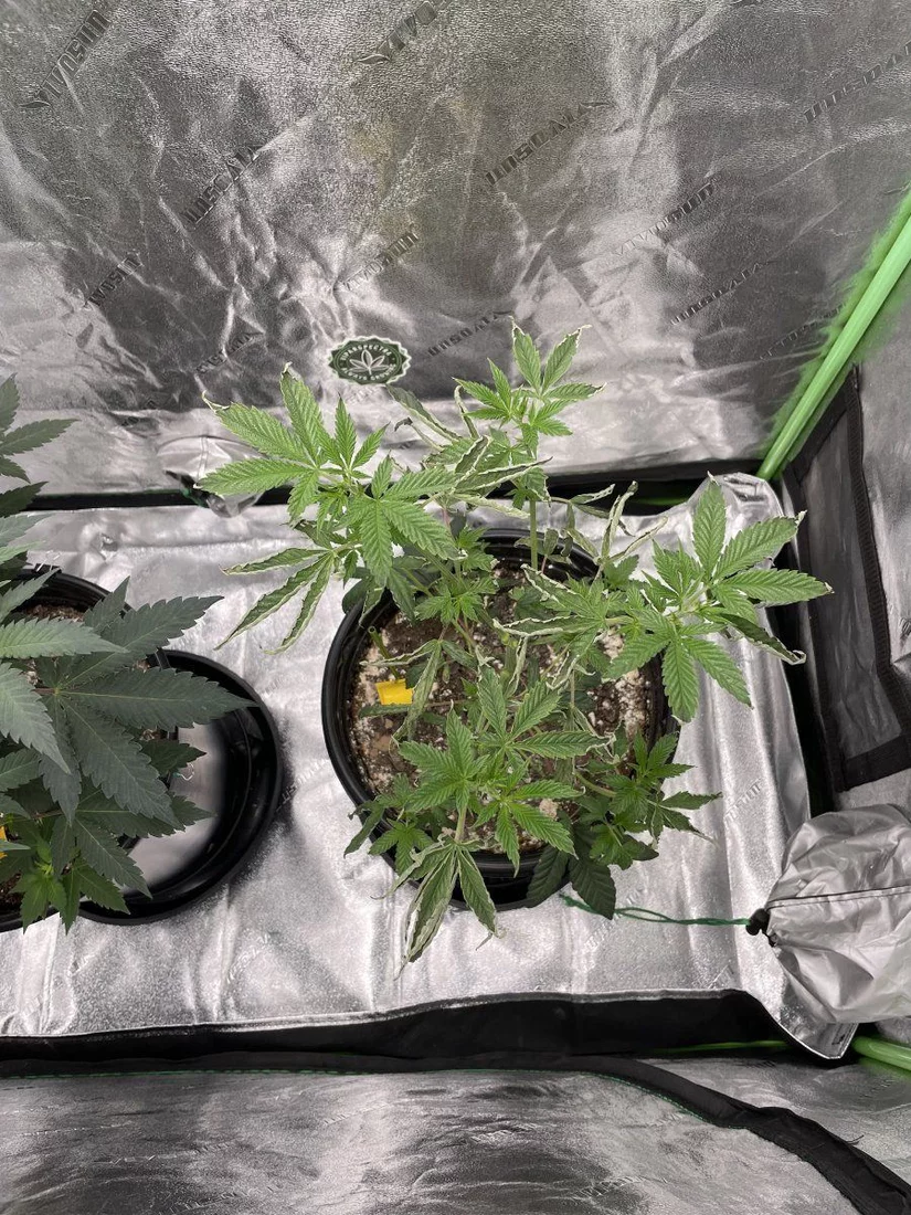 Can anyone give me an idea what’s going on with this plant? - THCFarmer