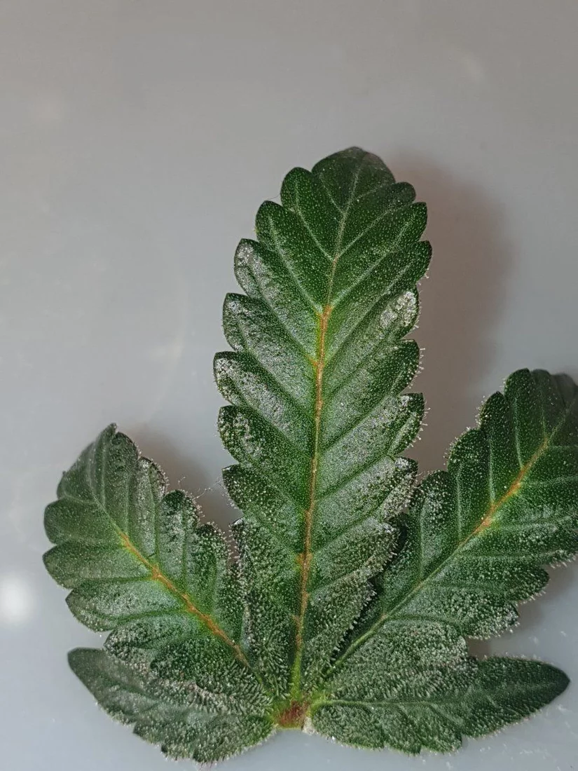 Can anyone identify this on leaf 3