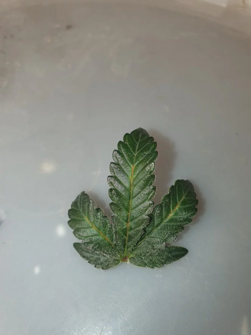 Can anyone identify this on leaf