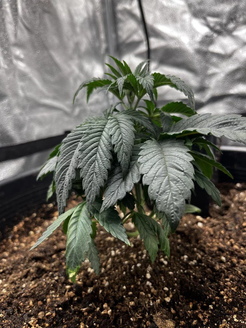 Can someone tell me if this is okay about 4 5 weeks old 3