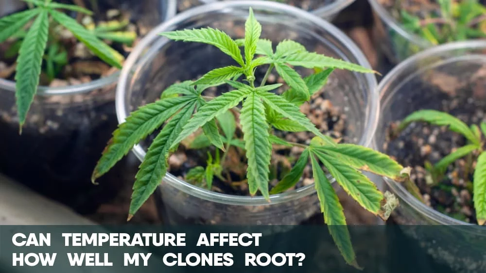 Can temperature affect how well my cannabis clones root