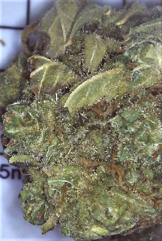 Canada govt weed   mk ultra   with microscope pics 4