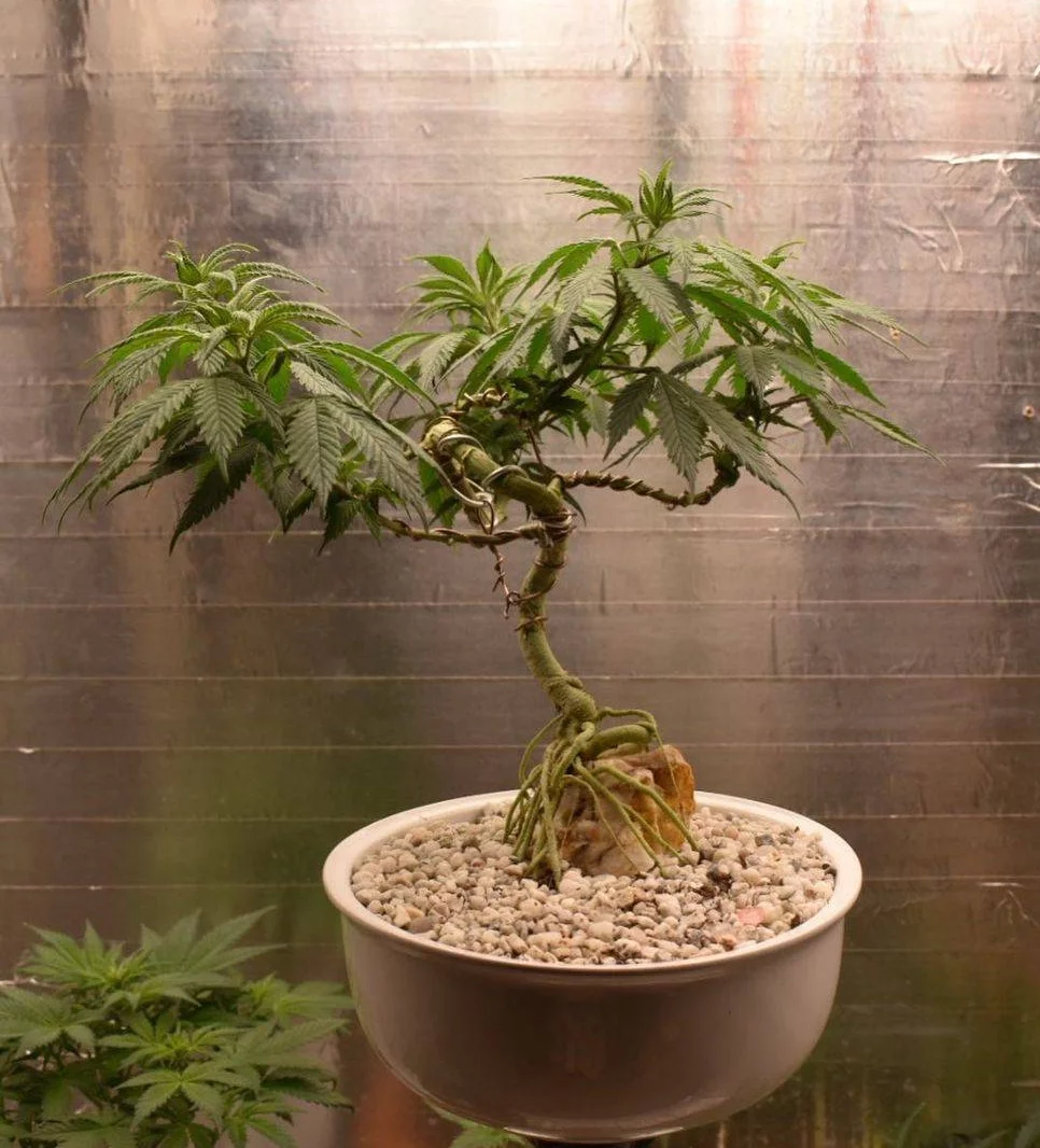 Cannabis bonsai tree love it