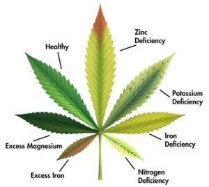 Cannabis leaf health chart 300x269
