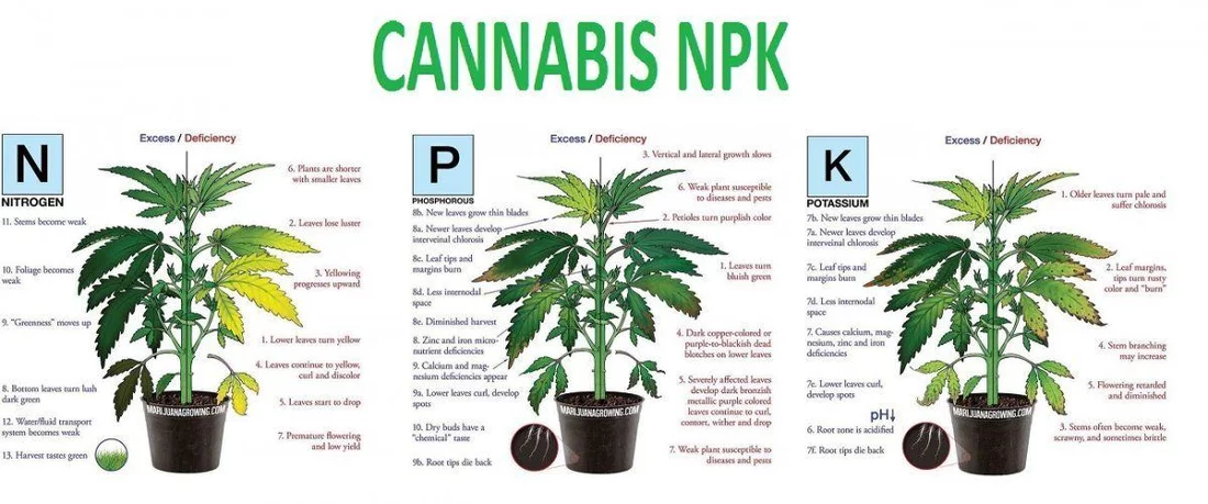 Cannabis NPK Chart