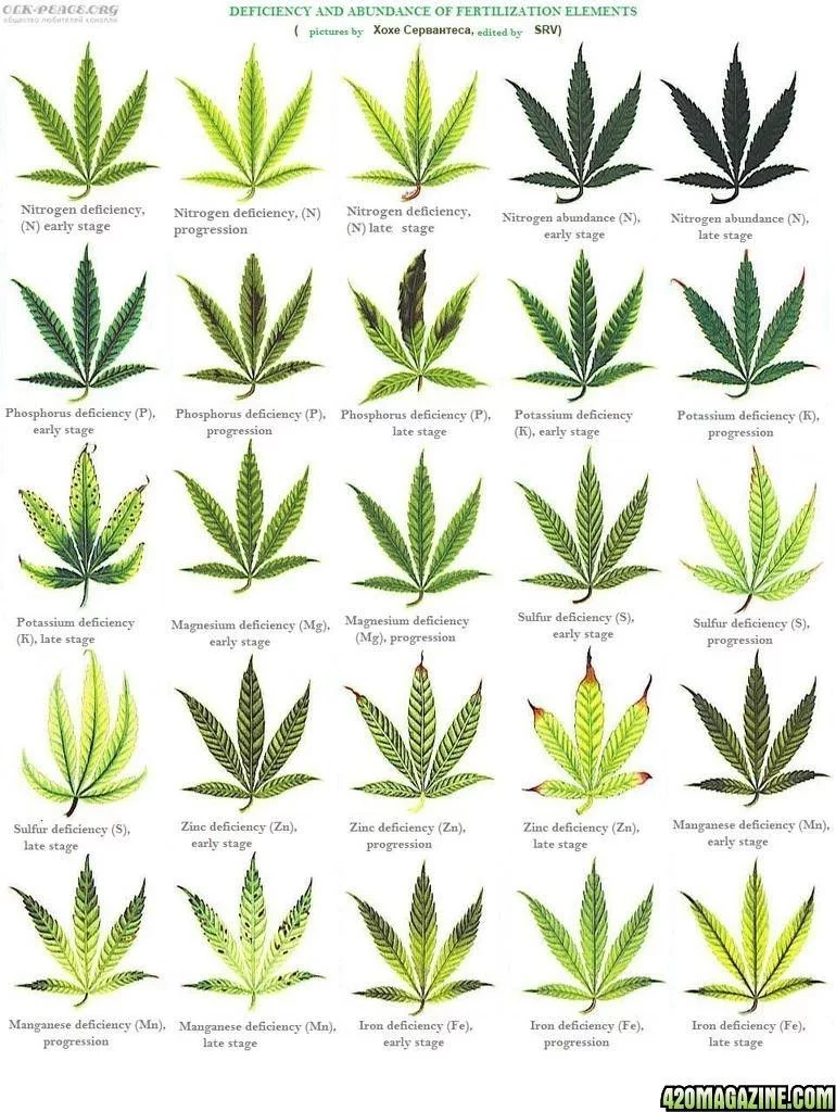Cannabis leaf deficiencies3