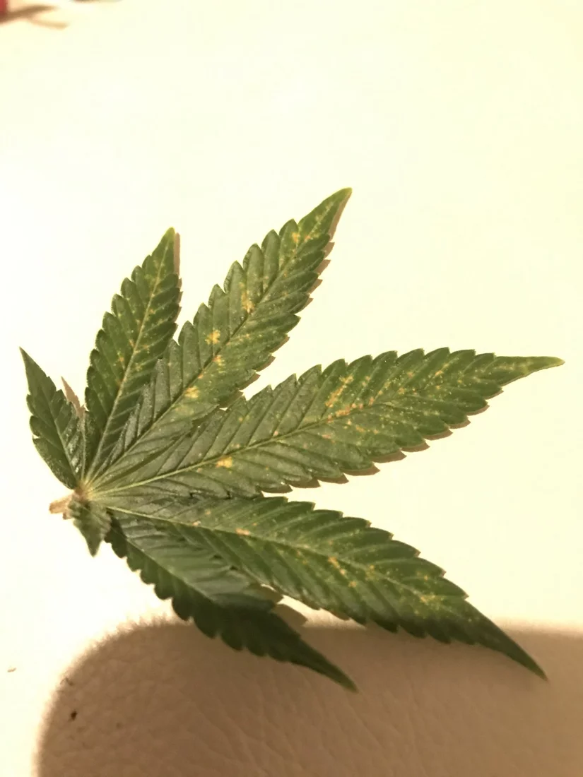 Cant figure out whats causing this on the leaves 3
