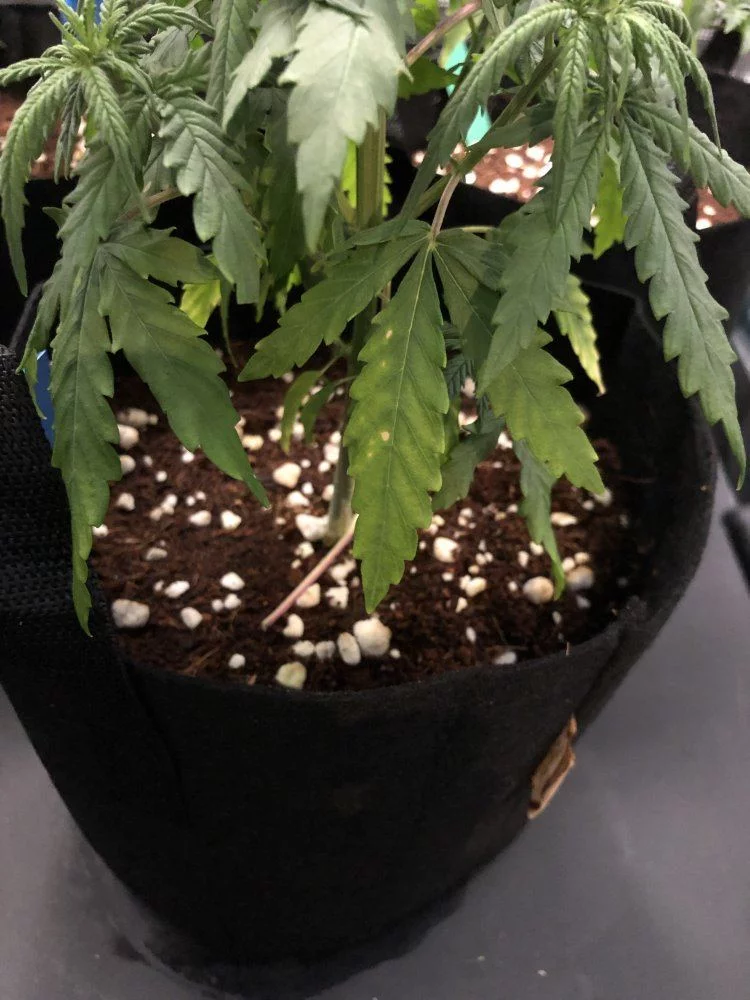 Cant tell if nute burn overwatering or deficiency 3