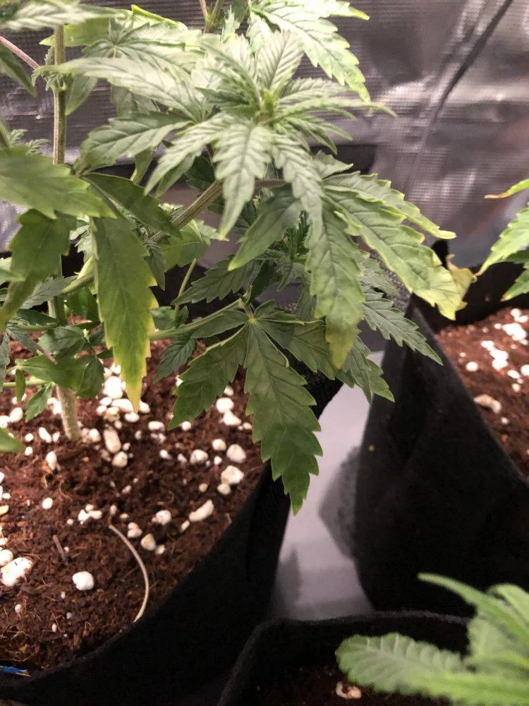 Cant tell if nute burn overwatering or deficiency 6