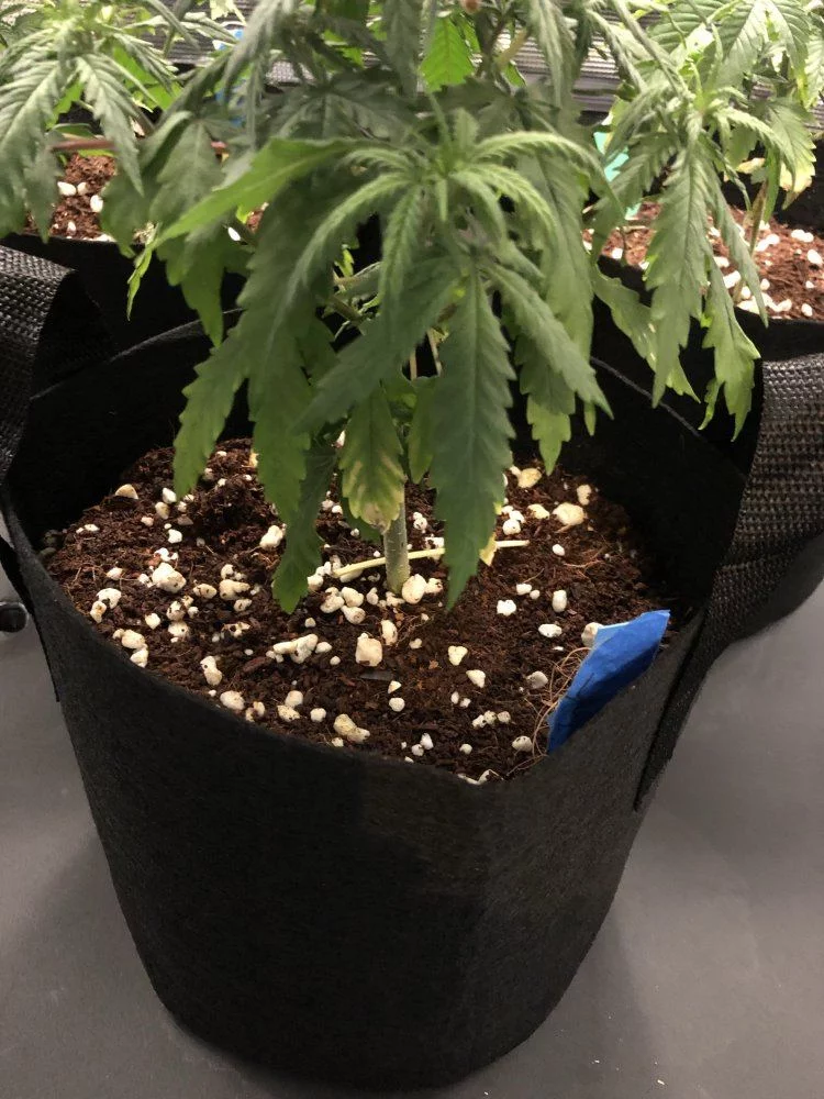 Cant tell if nute burn overwatering or deficiency