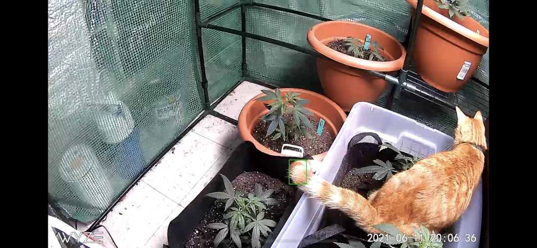 Cat keeps peeing in plant