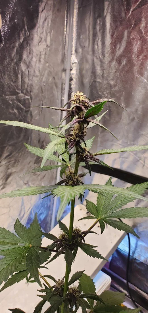Center leafs curling during flowering 2