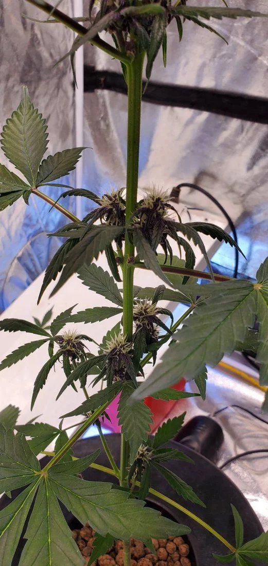 Center leafs curling during flowering 3