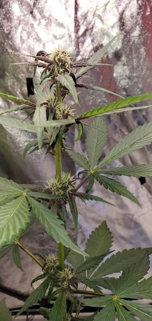Center leafs curling during flowering 4