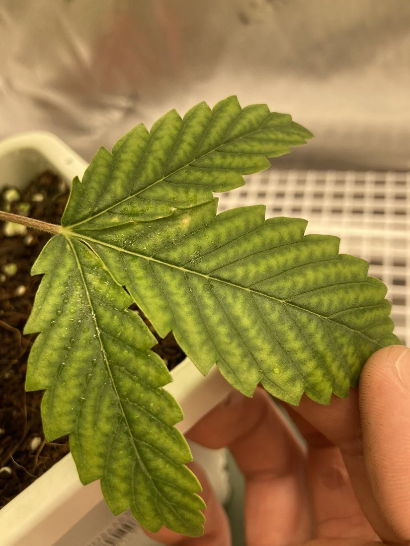 Chlorosis issue with my first grow 4