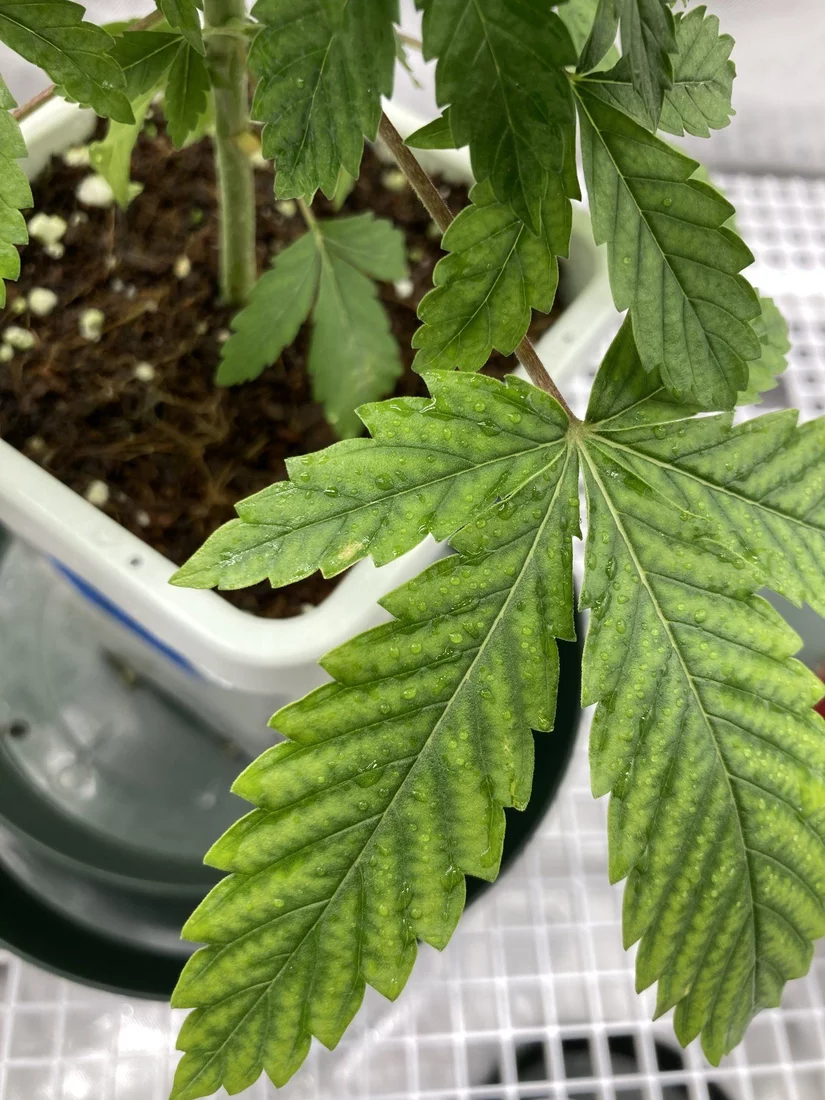 Chlorosis issue with my first grow 5