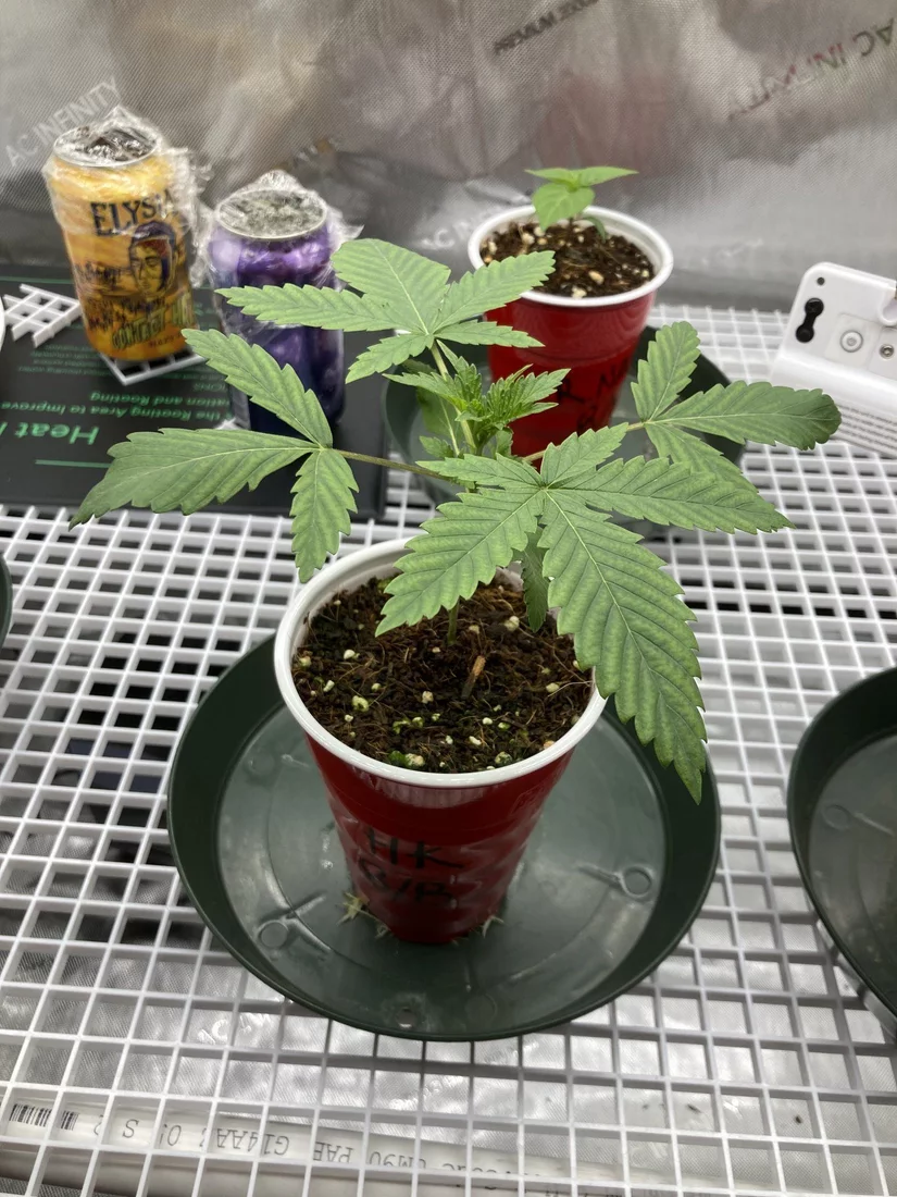 Chlorosis issue with my first grow