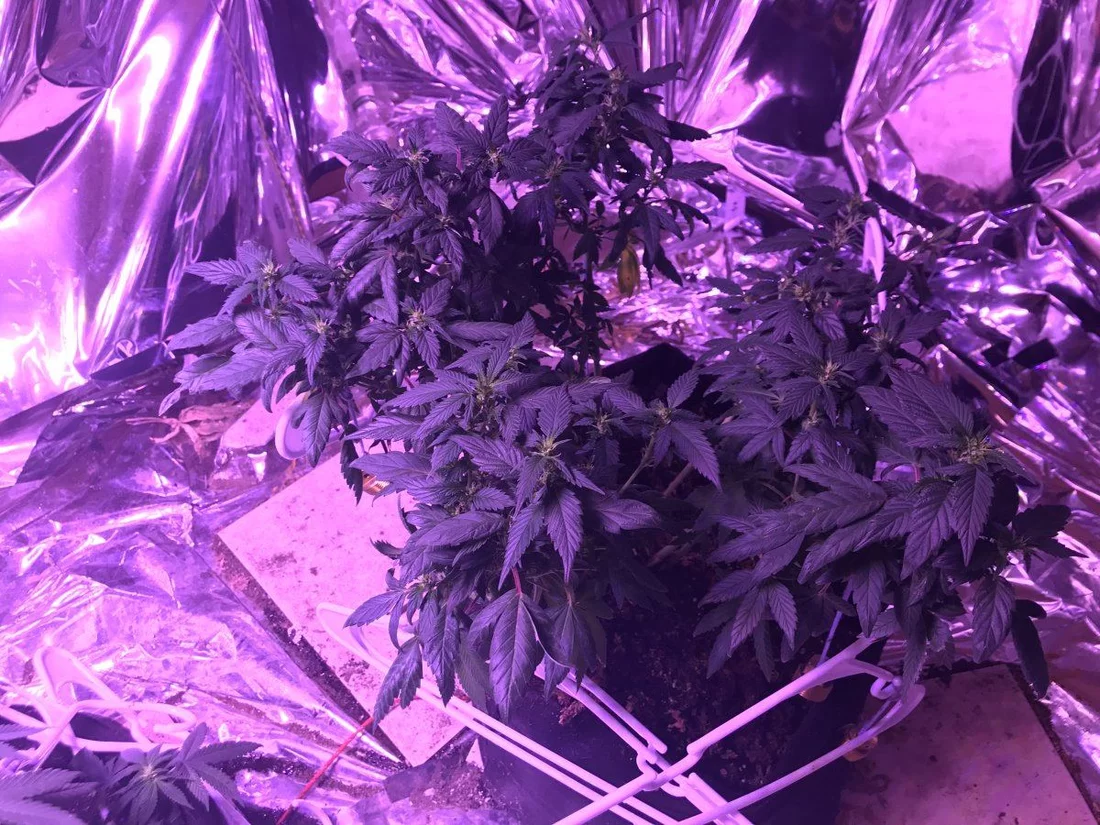 Clones monster cloning and nutrient questions 6