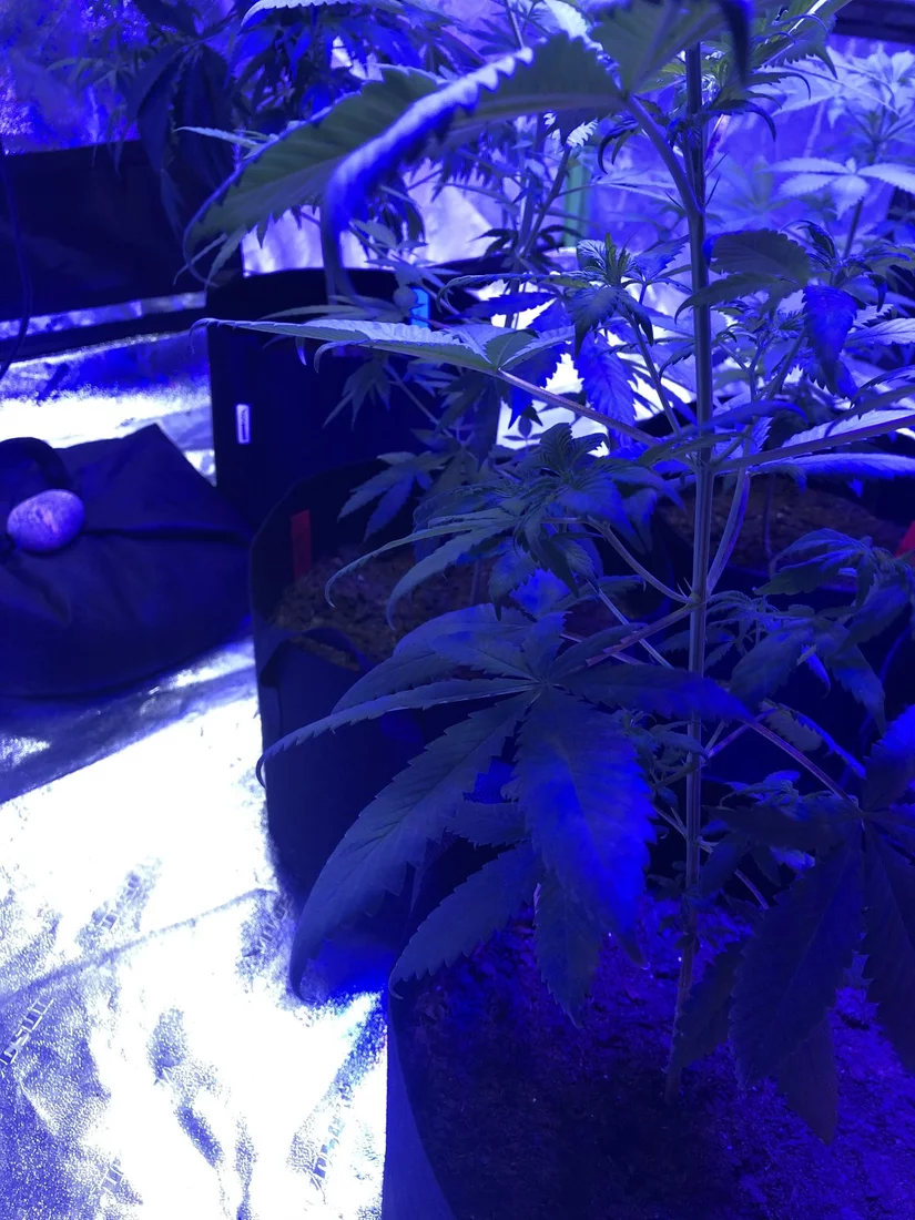 Cloning and nute burn 4