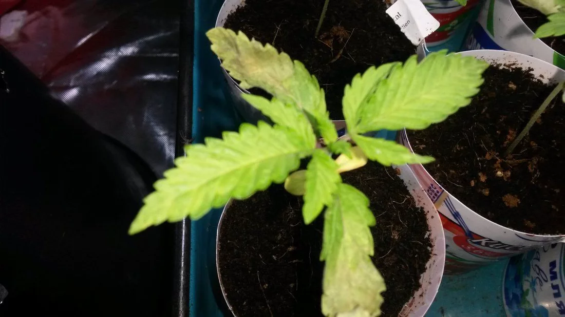 Coco seedling and problems
