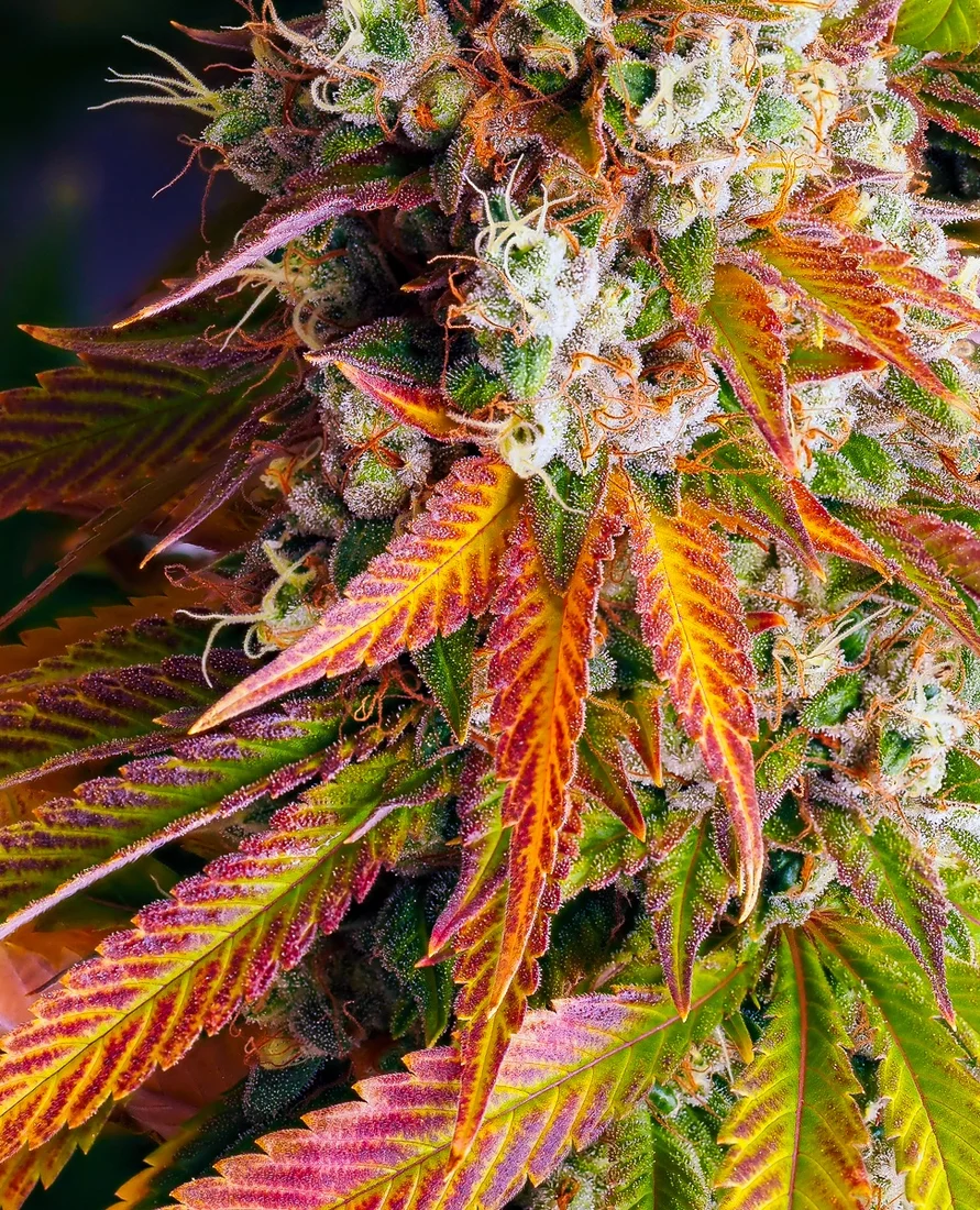 Colorful final photos before harvest 2