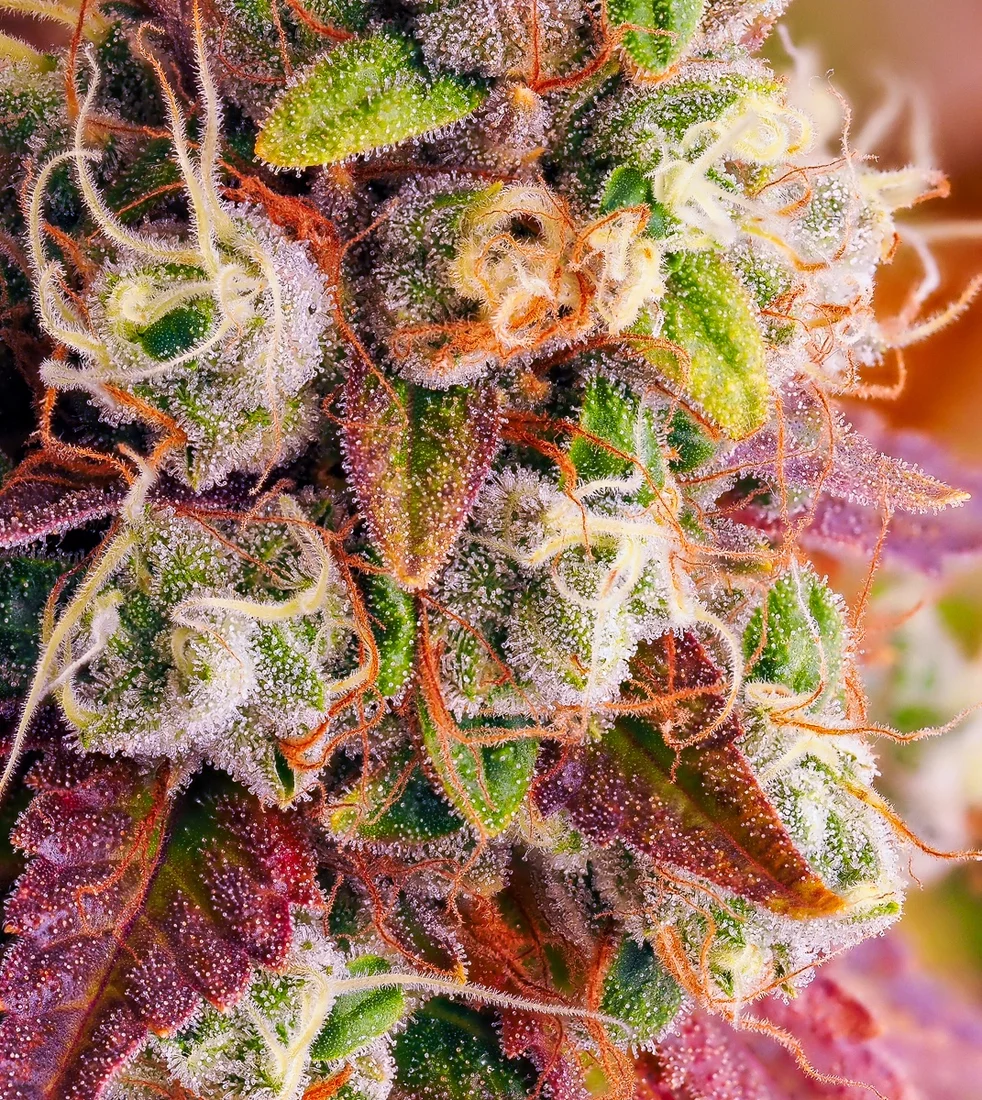 Colorful final photos before harvest 5