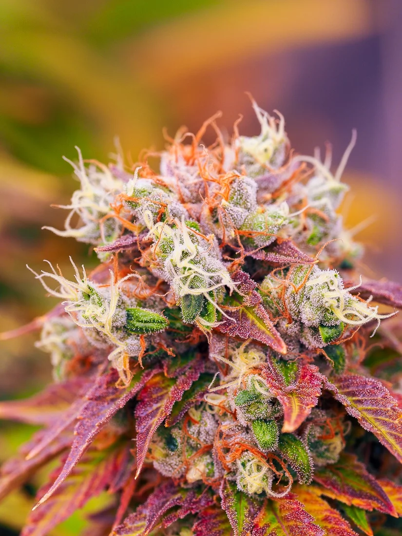 Colorful final photos before harvest 6