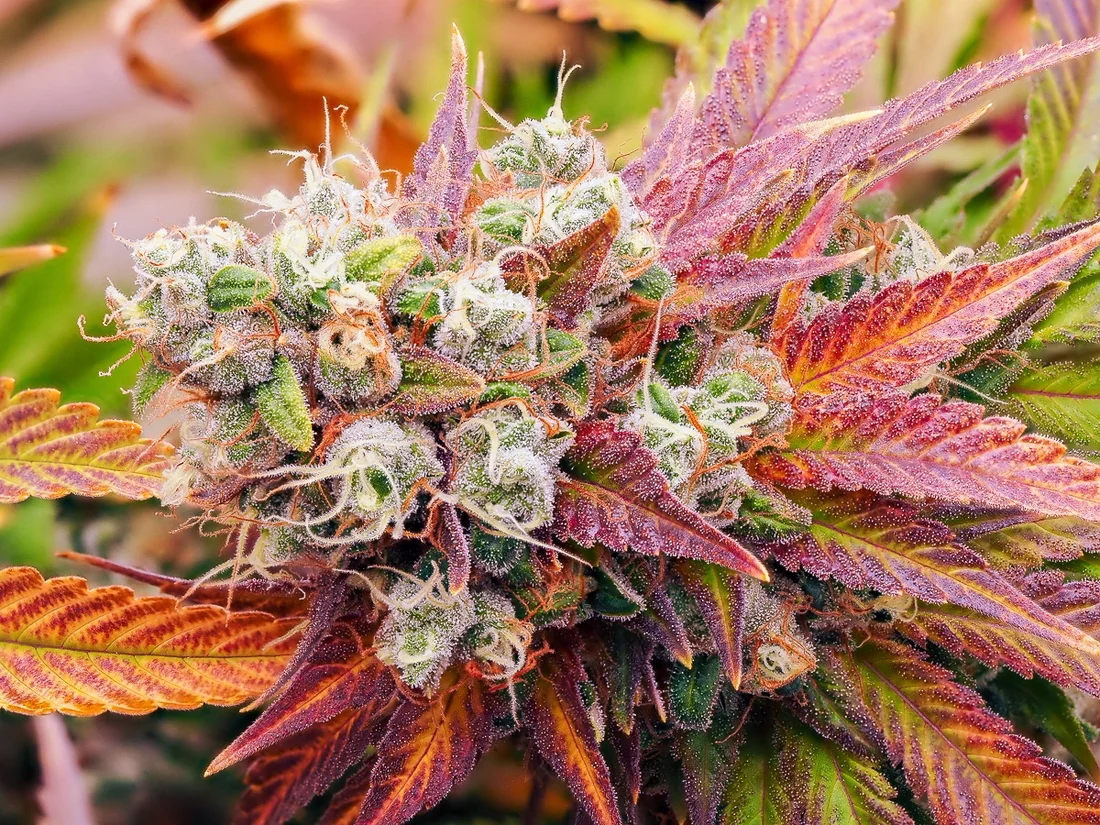Colorful final photos before harvest