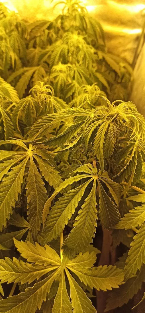 Could this be overwater  deficiency or toxicity