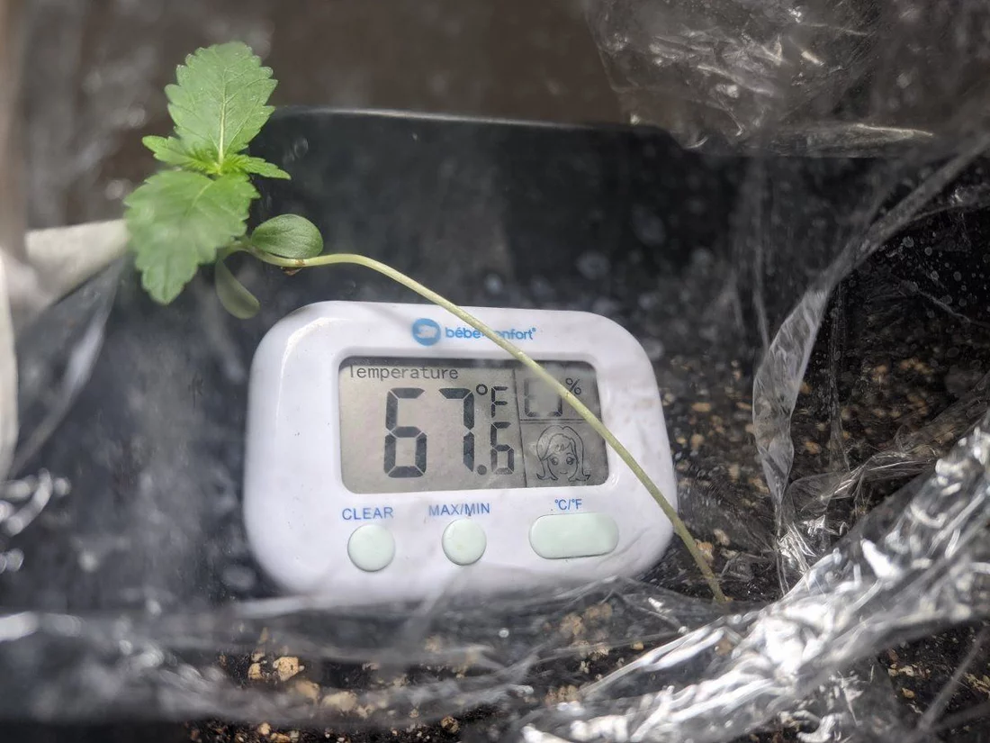 Curved seedling how to treat it