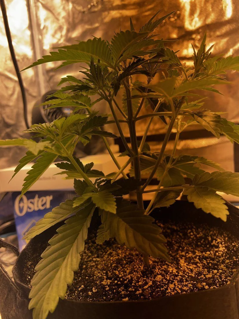 Day 17 autoflower day 4 of pre flowers what should i do 2