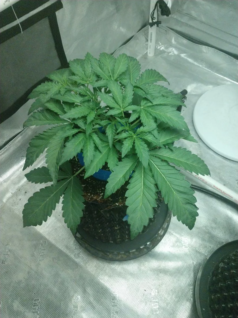 Day 19 for autos in coco 2