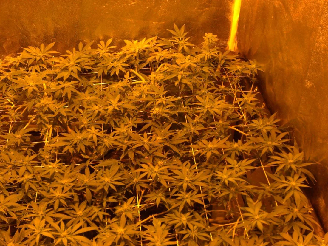 Day 21 of scrog indoors 003